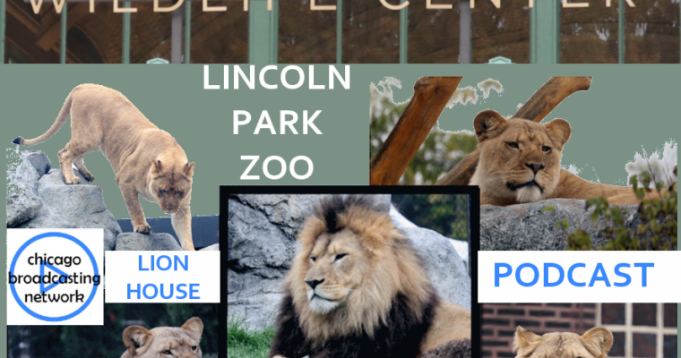 New Home for Lions at Lincoln Park Zoo